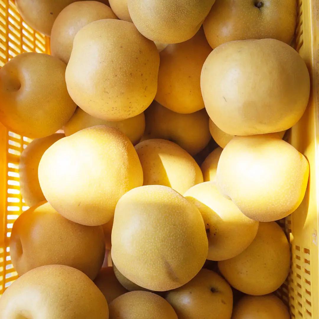 新高 約5kg（茨城県共通返礼品：かすみがうら市） 【2026年9月中旬発送開始】 梨 数量限定 なし ナシ フルーツ 果物 旬 産地直送 [FF005sa]	