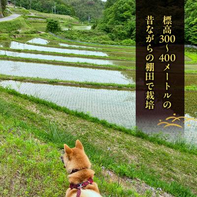 ふるさと納税 赤磐市 先行受付 ホタル舞う里山の棚田米 無洗米 精米10kg 令和8年産 [NO5765-1521] |  | 02