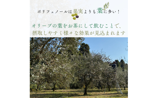 匝瑳オリーブ 千朋園　オリーブ茶　1袋 30g（2g×15パック） ／ お茶 オリーブ茶 オリーブ オレウロペイン ポリフェノール ティーバッグ