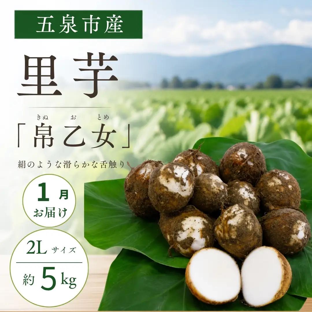 【1月中にお届け】さといも 帛乙女（きぬおとめ） 2L・5kg | 新潟県 五泉市 さといも サトイモ 野菜 帛乙女
