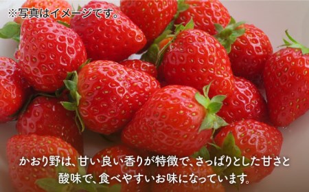 【先行予約】【3回定期便】赤いちご食べ比べ！かおり野＆いちごさん 定期便 /赤いちご いちご食べ比べ さっぱりとした甘さのいちご お試しパックいちご イチゴ 苺 佐賀県産いちご ブランドいちご かおり