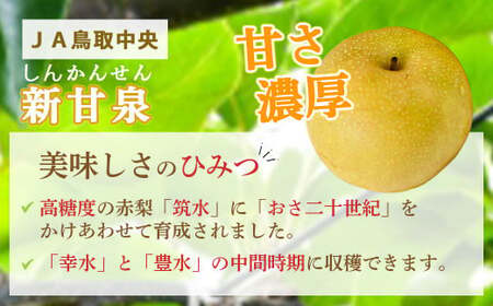 新甘泉【倉吉産】3kg（JA鳥取中央） 鳥取 梨 3kg 和梨 果物 フルーツ