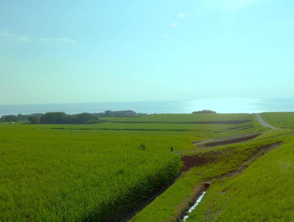 佐渡島産コシヒカリ お達者棚田米 4Kg【令和5年産】