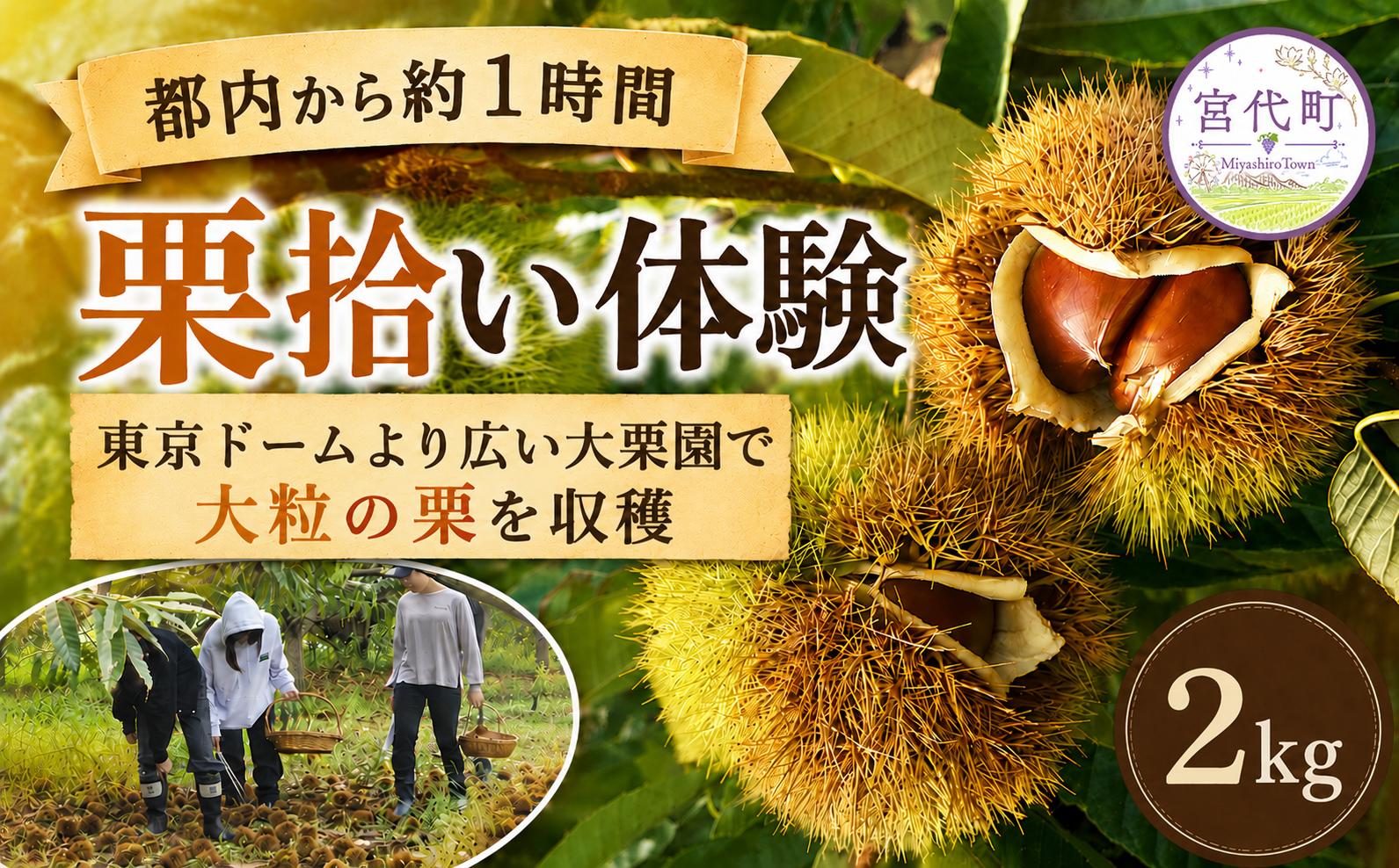 
                  栗 折原農園の栗拾い体験 2kg | 栗 くり クリ 体験 収穫 栗拾い チケット 体験型 イベント 農業体験 農家 ２キロ 観光 レジャー アウトドア 家族 友人 ペット同伴 お土産 都内料亭 定番 スポット 東武動物公園駅 関東近郊 駐車場 埼玉県 宮代町
                