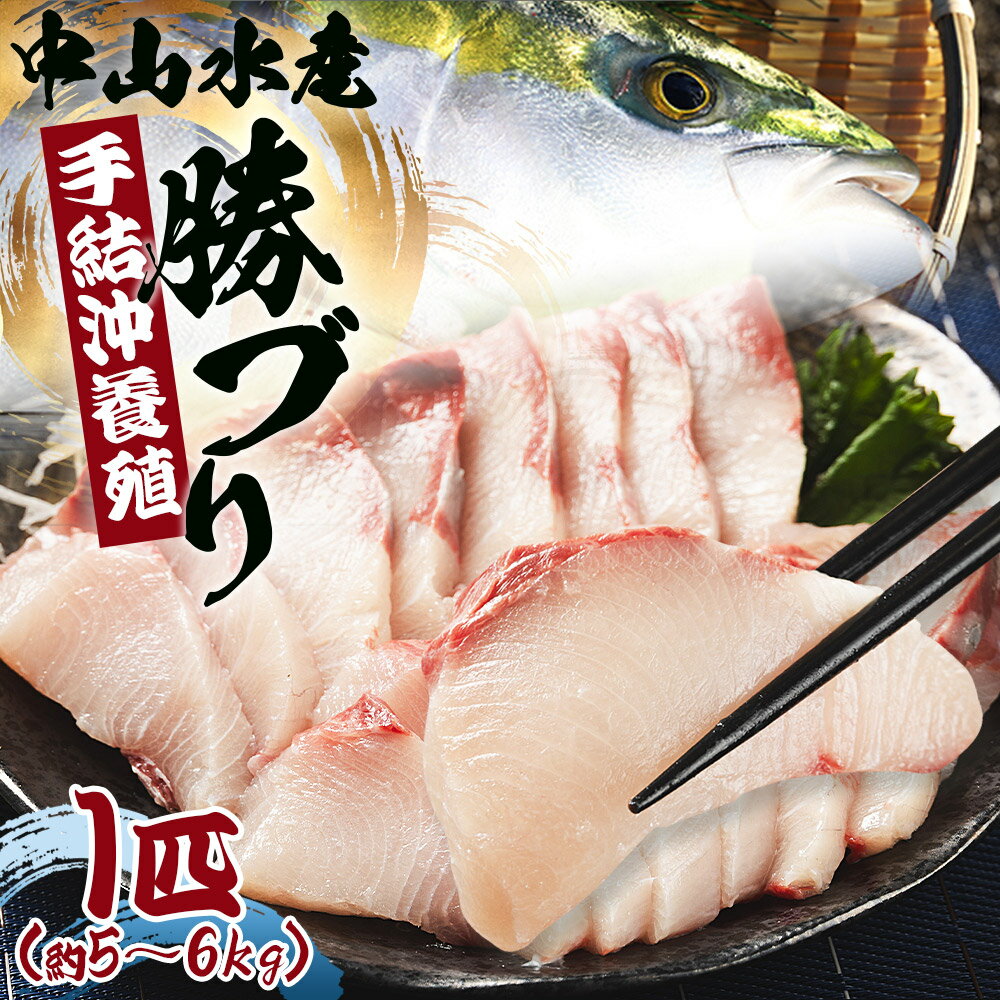 【数量限定】中山水産 手結沖養殖「勝ブリ」1匹（5kg〜6kg）- 期間限定 魚 ぶり 鰤 寒ブリ 海鮮 鮮魚 魚介類 海の幸 ギフト お刺身 煮物 焼き魚 おかず 産地直送 のし対応可 送料無料 高知県 香南市【冷蔵】