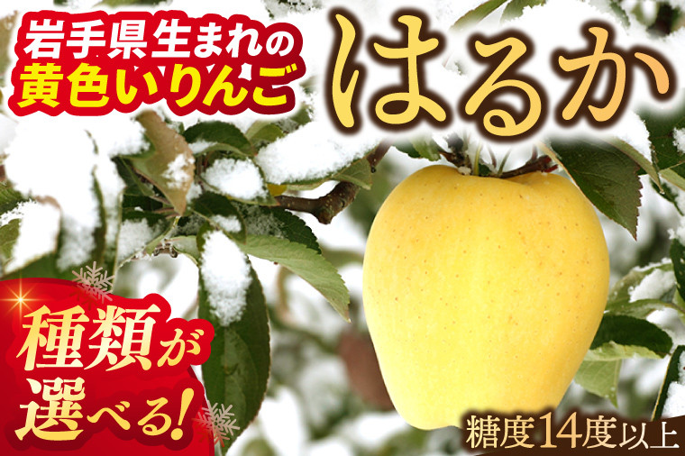 りんご はるか ＼選べる種類♪／ 冬恋はるか 純情はるか 約2.5kg 約5kg 【数量限定 12月下旬～1月上旬発送】  岩手県産 ブランド りんご リンゴ 林檎 冬恋 純情 はるか フルーツ くだもの 果物 【冬恋研究会】