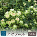 【ふるさと納税】バラ 苗 四季咲き 鉢植え 花 エクレール 6寸鉢 ディープカップ咲き 房咲き 送料無料