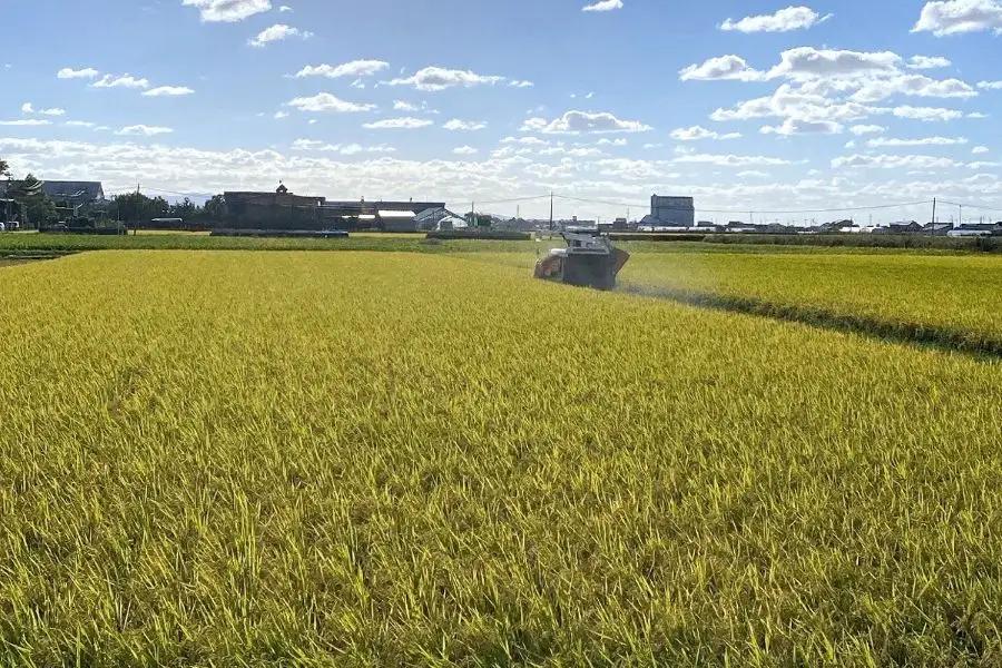 令和8年産 つがる市産 まっしぐら 白米／玄米 20kg [1082]