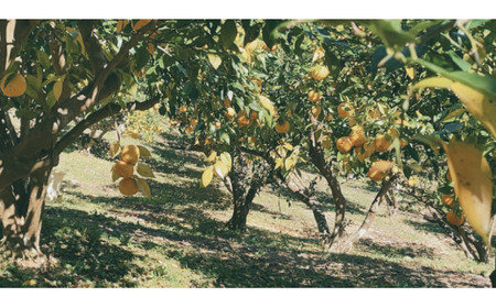 ゆずのめぐ実ぽん酢しょうゆ 5本セット ぽん酢 ゆずぽん酢 南房総産ゆず 生醤油 ゆず果汁 ヒゲタ特選醤油 千葉県産