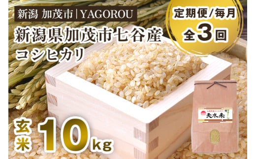 【令和7年産新米先行予約】【定期便3ヶ月毎月お届け】新潟県加茂市 七谷産コシヒカリ 玄米10kg 《10月中旬～順次発送》 新潟産コシヒカリ 豊かな山水で育った天水米 加茂市 YAGOROU ヤゴロウ