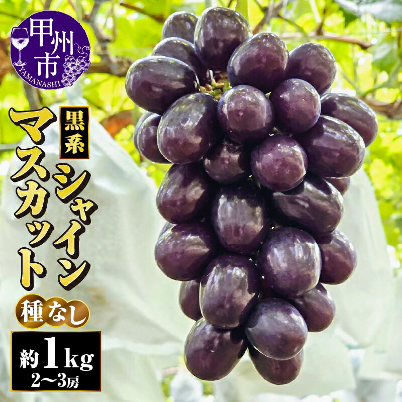【ふるさと納税】 シャインマスカット 約1kg 2房～3房 果物 フルーツ ぶどう 葡萄 黒系 マスカットノワール 富士の輝き 種無し 朝採れ 産地直送 2025年発送 希少 最新 品種 期間限定 数量限定 好評 大人気 贈答 ギフト 山梨県 甲州市 （AF） 【B18-413】