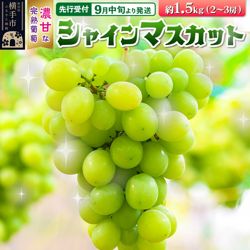 【ふるさと納税】【先行受付】9月中旬より発送 横手市大沢地区産のぶどう（シャインマスカット）約1.5kg（2〜3房）濃甘な完熟葡萄