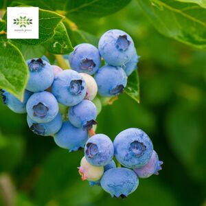 【先行予約】 ブルーベリー 苗 苗木 大実 ラビットアイ系 果樹苗 家庭菜園 植物 果物 くだもの 2025年10月より発送 オンライン決済限定 静岡県 藤枝市
