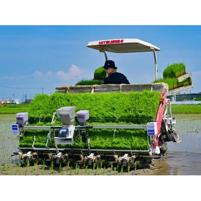 ふるさと納税 羽島市 【先行予約】令和7年産　岐阜県産ハツシモ(玄米) 30kg |  | 02