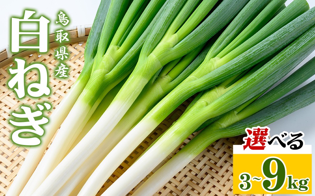 
            ＜先行予約受付中！11月上旬～4月下旬発送予定・選べる容量＞白ねぎ(3～9kg)【sm-DT001・sm-DT002・sm-DT003】【河岡農園】
          