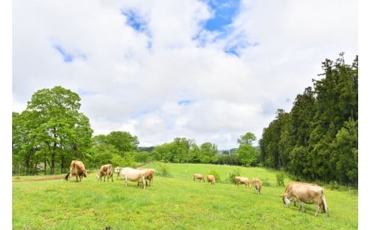 森林ノ牧場 しぼるヨーグルト 4本セット(加糖タイプ2本、砂糖不使用タイプ2本）【お中元】ジャージー牛 ヨーグルト よーぐると 生乳 国産 健康 セット プレゼント 栃木県 那須町〔B-85〕