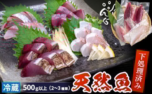 天然 鮮魚 詰め合わせ 朝獲れ直送 下処理済み 2~3種入り 500g以上 （2026年5月出荷） 冷蔵 刺身 魚種お任せ 水揚げ 海鮮 魚介 産地直送 新鮮 魚 鮮魚ボックス