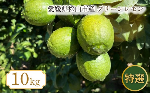【2026年9月中旬頃から順次発送】特選 グリーン璃の香 M・L 10kg | 果物 くだもの フルーツ グリーンレモン ぐりーんれもん  