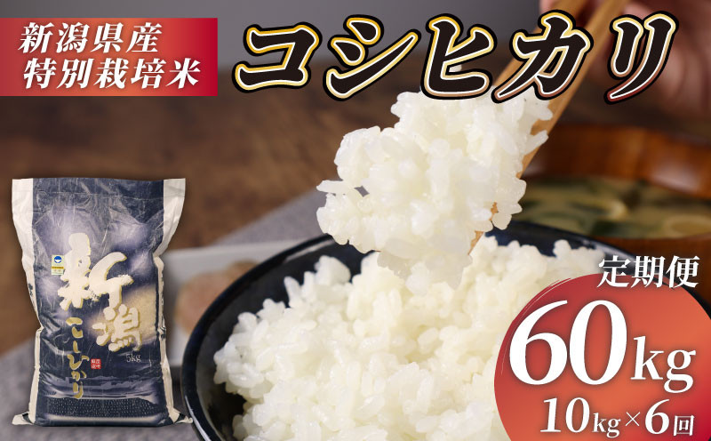 
            米 定期便 60kg 10kg×6回 令和6年産 特別栽培米 コシヒカリ 【 コンテスト 入賞米 米 おこめ お米 ブランド米 ご飯 ごはん オニギリ お弁当 玄米 対応可 kome  新米  5kg 2袋  送料無料 数量限定 農家直送 産地直送 国産 川瀬農園 新潟 新発田 kawase4000 】　
          