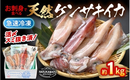 イカ お刺身で食べる 天然 ケンサキイカ 約1kg 活きたイカをご提供している漁師が活〆！ 入手困難 急速冷凍 鮮度格別！若狭湾 福井 地物 海鮮 個別包装 真空パック 刺身 イカ丼 いか丼 焼きイカ 焼きいか 姿焼き 煮付け フライ 炒め物 [m36-b004]