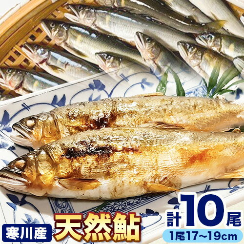 【ふるさと納税】 天然 鮎 あゆ 日高川 椿山ダム上流(寒川産) 17cm-19cm 5尾×2パック 計10尾 川漁師なおべ《7月上旬-11月中旬頃出荷》 和歌山県 日高川町 あゆ 鮎 天然鮎 魚