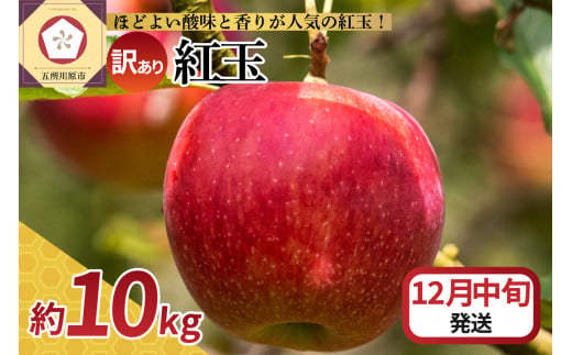 【2024年12月中旬発送】【訳あり】 りんご 10kg 紅玉 アップルパイ に最適 青森 不揃い