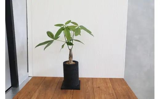 S060-077A_エコ・ポチ チムニー 黒 パキラ 観葉植物  / 観葉植物 インテリア グリーン パキラ