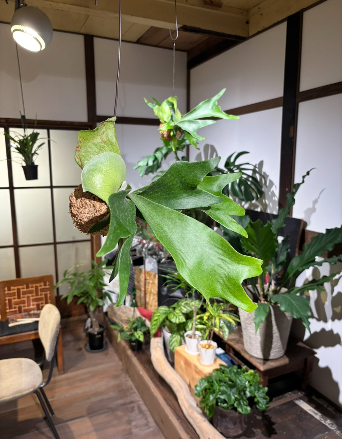 ビカクシダ苔玉 Ichirensoo 滋賀県 東近江市 B29 観葉植物 コウモリラン おしゃれ インテリア グリーン ギフト プレゼント 室内 小型 育てやすい 初心者 ハンギング