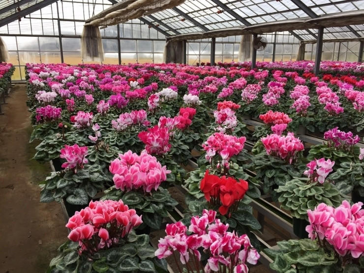 【2026年11月中旬より順次発送】シクラメン(5号鉢) 4鉢セット｜シクラメン 花 季節の花 須貝花園 先行予約 茨城県 行方市(C-4)