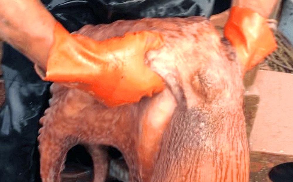 浜ゆでタコ足 200g 3個（水タコ)