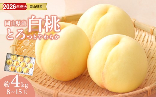 【2026年発送分】岡山県産 白桃 約4kg（8～15玉）（令和8年7月以降発送）