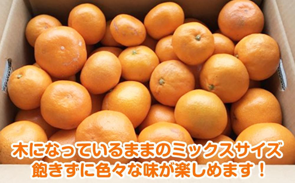 【2025年12月発送】濃厚完熟 木成り温州みかん 10kg ミックスサイズ 和歌山県産