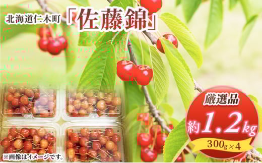 [先行受付] 北海道 仁木町産 厳選品 サクランボ 佐藤錦 1.2kg （300g×4） Lサイズ以上 果物類 果物 くだもの フルーツ さくらんぼ チェリー [松山商店]