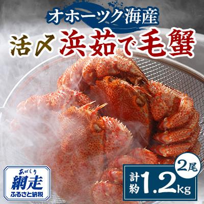 ふるさと納税 網走市 【先行受付】活〆流氷海明け毛蟹×2尾(計約1.2kg)冷蔵便届けセット | 