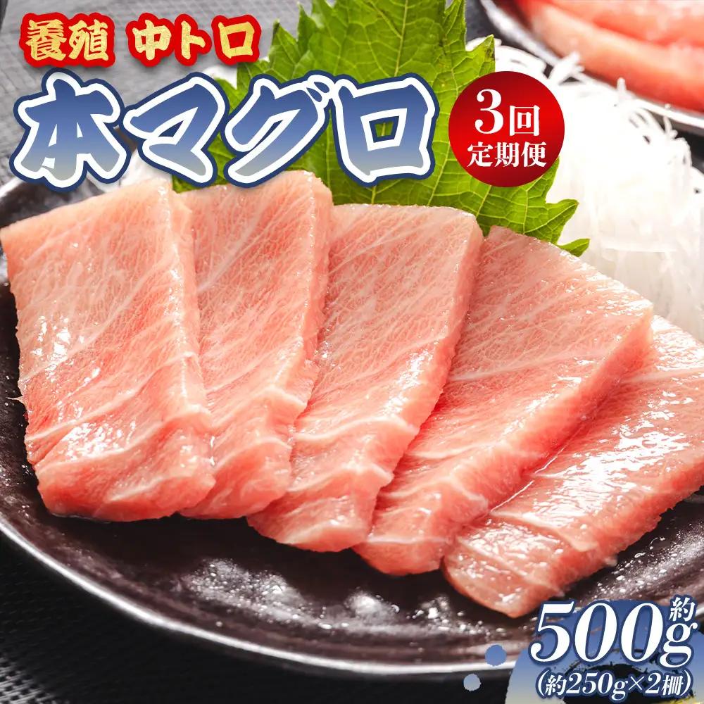 【定期便/計3回】本マグロ中トロ500g（計1.5kg）【まぐろまぐろまぐろまぐろまぐろまぐろまぐろまぐろまぐろまぐろまぐろまぐろまぐろまぐろまぐろまぐろまぐろまぐろまぐろまぐろまぐろまぐろまぐろまぐろまぐろまぐろまぐろまぐろまぐろまぐろまぐろまぐろまぐろまぐろまぐろまぐろまぐろまぐろまぐろまぐろまぐろまぐろまぐろまぐろまぐろまぐろまぐろまぐろまぐろまぐろまぐろまぐろまぐろまぐろまぐろまぐろまぐろまぐろまぐろまぐろまぐろまぐろまぐろまぐろまぐろまぐろまぐろまぐろまぐろまぐろまぐろまぐろまぐろまぐろまぐろまぐ