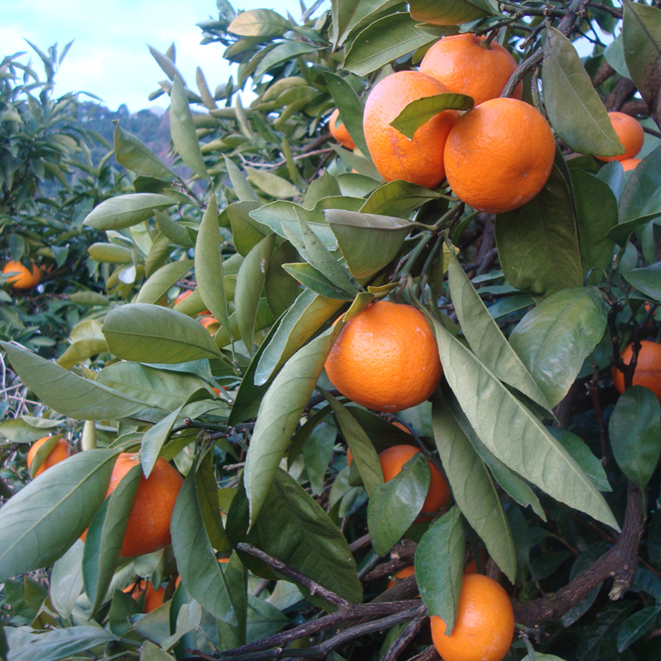 ＼光センサー選別／こだわりの完熟有田みかん 4kg＋250g(傷み補償分) 【ご家庭用】サイズ混合 有機質肥料100%｜ みかん 有田みかん 温州みかん ミカン 温州ミカン 柑橘 温州 甘い コク 産