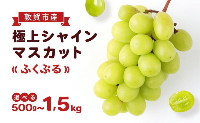 
                  ブランド シャインマスカット 「ふくぷる」 500g〜1.5kg （敦賀市産） 福井のブランドぶどう 【マスカット ブドウ 果物 果実 フルーツ 人気 お中元 ギフト 贈り物 贈答】[003-a003/003-a103/003-a203]
                