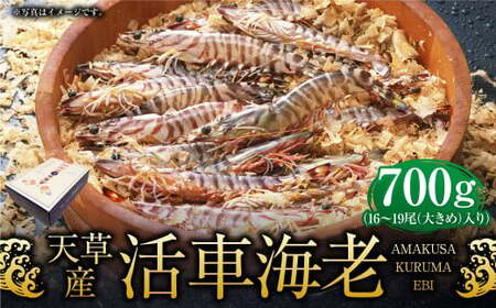 【配送指定日必須】天草産活車海老 700g 大（2L） 16～19尾 活き車海老 車海老 車エビ 活き海老 活きエビ えび 海老 エビ 新鮮 魚介 【発送期間2026年11月6日～2027年3月31日