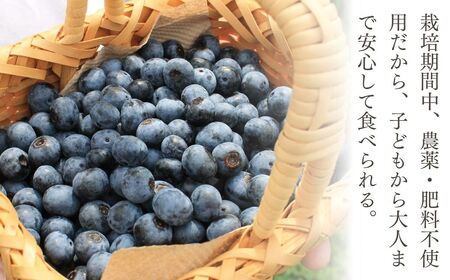 冷凍 ブルーベリー ハイブッシュ 1kg | 冷凍 ブルーベリー 栃木県 茂木町
