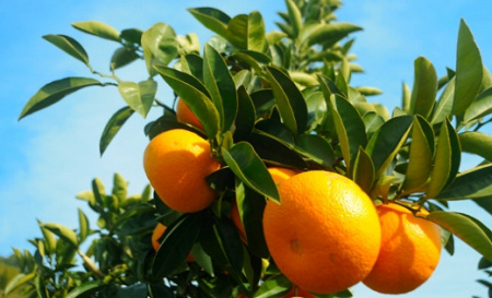 八朔（はっさく）木成り完熟 和歌山県産 約6kg 赤秀 八朔 八朔 八朔 八朔