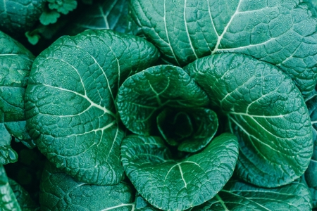 下北春まなジェラート 6個入 スイーツ デザート 奈良県 下北山村