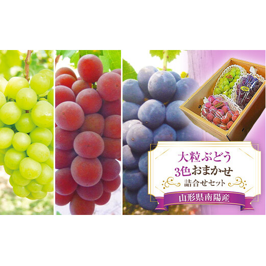【令和8年産先行予約】 大粒ぶどう3色おまかせ詰合せセット (3～4房) 《令和8年9月中旬～発送》 『安久津農園』 山形県 南陽市 [818]