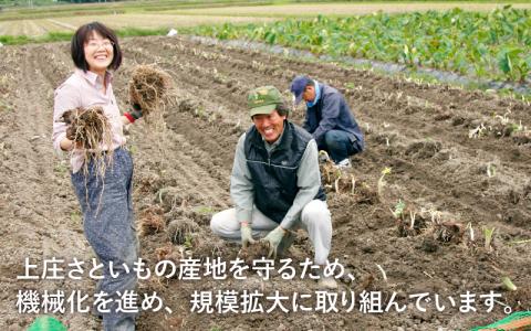 【先行予約】【満天☆青空レストランでご紹介】上田農園 上庄特産さといも 3kg【10月下旬～順次発送】