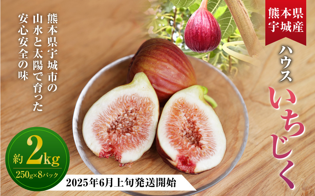 
ハウスイチジク 約2kg （約250g×8パック）【2025年6月上旬発送開始】 果物 フルーツ いちじく イチジク 旬 旬の果物 旬のフルーツ 熊本県 合同会社宝ファーム
