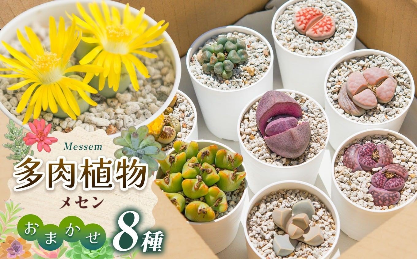 
            〔多肉植物〕メセン・おまかせ8種セット | メセン 多肉植物 植物 グリーン 観葉植物 ガーデニング おまかせセット 送料無料 長野県 松本市
          
