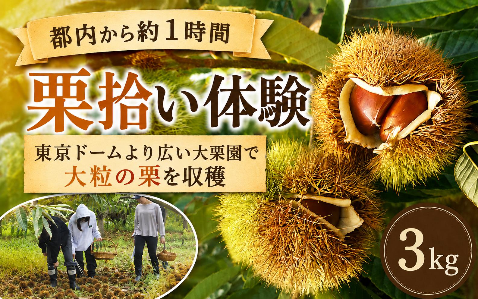 
                  栗 折原農園の栗拾い体験 3kg | 栗 くり クリ 体験 収穫 栗拾い チケット 体験型 イベント 農業体験 農家 ３キロ 観光 レジャー アウトドア 家族 友人 ペット同伴 お土産 都内料亭 定番 スポット 東武動物公園駅 関東近郊 駐車場 埼玉県 宮代町
                