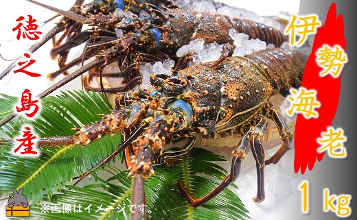 【地魚専門店 鮮魚 魚一さん直送】～徳之島獲れ！伊勢海老～（約1kg） （ 伊勢えび イセエビ 伊勢えび 伊勢エビ えび エビ 海老 鍋 ご馳走 海の幸 料理 焼き 人気 海産物 家族 正月 お祝い ）