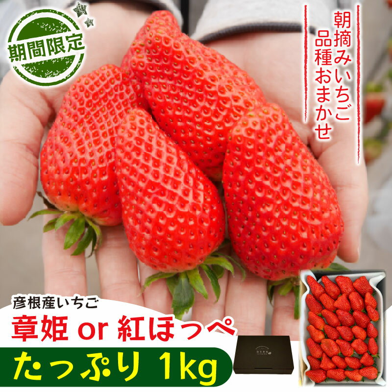 【ふるさと納税】 【2026年1月上旬から発送】いちご 章姫 or 紅ほっぺ たっぷり 1kg 品種 おまかせ あきひめ べにほっぺ 苺 家庭用 イチゴ 果物 くだもの フルーツ 食品 ストロベリー ジャム スムージー 期間限定 福花農園 彦根 滋賀