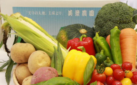 夏野菜セット【令和9年産先行受付】旬野菜 新鮮野菜 北海道 美景農園