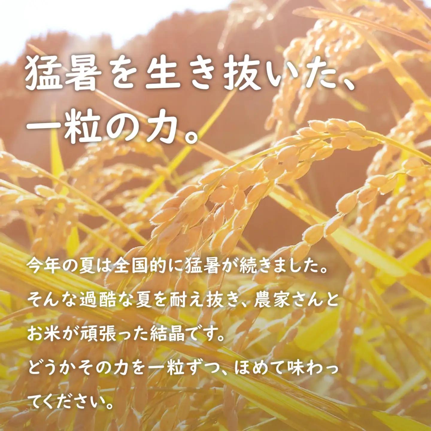 米 一番星 10kg(5kg×2袋) 令和8年産 新米 国産 米 S274